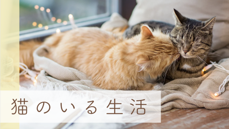 猫のいる生活